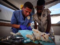 Veterinarians treat a cat at a newly opened clinic for animal care at a displacement camp in Deir el-Balah, Gaza Strip, on September 30, 202...