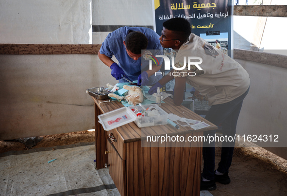 Veterinarians treat a cat at a newly opened clinic for animal care at a displacement camp in Deir el-Balah, Gaza Strip, on September 30, 202...