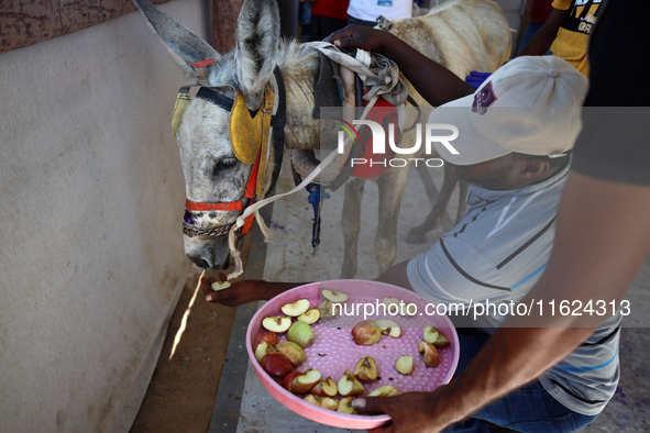 A veterinarian treats a donkey at a newly opened clinic for animal care at a displacement camp in Deir el-Balah, Gaza Strip, on September 30...