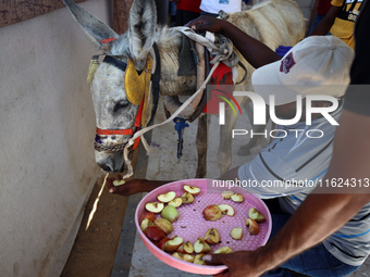 A veterinarian treats a donkey at a newly opened clinic for animal care at a displacement camp in Deir el-Balah, Gaza Strip, on September 30...