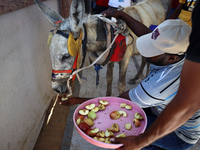 A veterinarian treats a donkey at a newly opened clinic for animal care at a displacement camp in Deir el-Balah, Gaza Strip, on September 30...