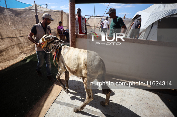 A veterinarian treats a donkey at a newly opened clinic for animal care at a displacement camp in Deir el-Balah, Gaza Strip, on September 30...