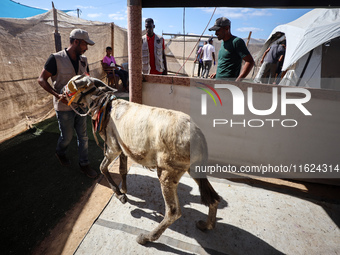 A veterinarian treats a donkey at a newly opened clinic for animal care at a displacement camp in Deir el-Balah, Gaza Strip, on September 30...