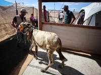 A veterinarian treats a donkey at a newly opened clinic for animal care at a displacement camp in Deir el-Balah, Gaza Strip, on September 30...