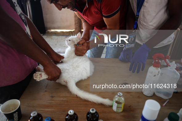 Veterinarians treat a cat at a newly opened clinic for animal care at a displacement camp in Deir el-Balah, Gaza Strip, on September 30, 202...