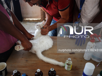 Veterinarians treat a cat at a newly opened clinic for animal care at a displacement camp in Deir el-Balah, Gaza Strip, on September 30, 202...