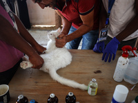 Veterinarians treat a cat at a newly opened clinic for animal care at a displacement camp in Deir el-Balah, Gaza Strip, on September 30, 202...