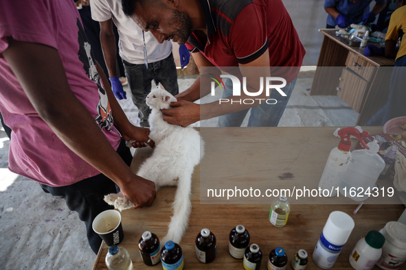 Veterinarians treat a cat at a newly opened clinic for animal care at a displacement camp in Deir el-Balah, Gaza Strip, on September 30, 202...