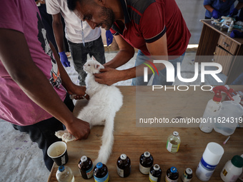 Veterinarians treat a cat at a newly opened clinic for animal care at a displacement camp in Deir el-Balah, Gaza Strip, on September 30, 202...