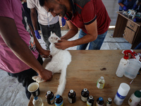 Veterinarians treat a cat at a newly opened clinic for animal care at a displacement camp in Deir el-Balah, Gaza Strip, on September 30, 202...