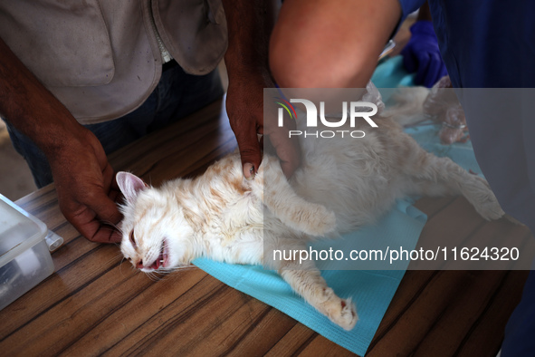 Veterinarians treat a cat at a newly opened clinic for animal care at a displacement camp in Deir el-Balah, Gaza Strip, on September 30, 202...