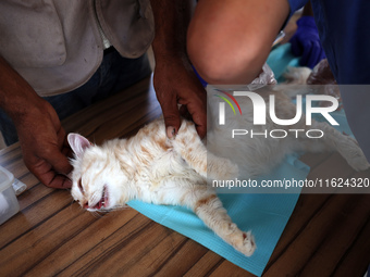 Veterinarians treat a cat at a newly opened clinic for animal care at a displacement camp in Deir el-Balah, Gaza Strip, on September 30, 202...