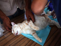 Veterinarians treat a cat at a newly opened clinic for animal care at a displacement camp in Deir el-Balah, Gaza Strip, on September 30, 202...