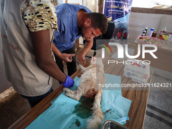 Veterinarians treat a cat at a newly opened clinic for animal care at a displacement camp in Deir el-Balah, Gaza Strip, on September 30, 202...