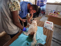 Veterinarians treat a cat at a newly opened clinic for animal care at a displacement camp in Deir el-Balah, Gaza Strip, on September 30, 202...