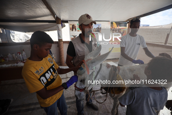 A veterinarian treats a donkey at a newly opened clinic for animal care at a displacement camp in Deir el-Balah, Gaza Strip, on September 30...