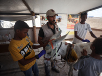 A veterinarian treats a donkey at a newly opened clinic for animal care at a displacement camp in Deir el-Balah, Gaza Strip, on September 30...