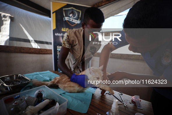 Veterinarians treat a cat at a newly opened clinic for animal care at a displacement camp in Deir el-Balah, Gaza Strip, on September 30, 202...