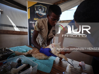 Veterinarians treat a cat at a newly opened clinic for animal care at a displacement camp in Deir el-Balah, Gaza Strip, on September 30, 202...