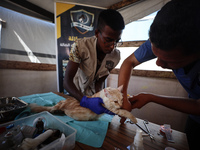 Veterinarians treat a cat at a newly opened clinic for animal care at a displacement camp in Deir el-Balah, Gaza Strip, on September 30, 202...