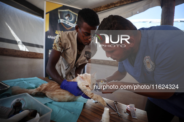 Veterinarians treat a cat at a newly opened clinic for animal care at a displacement camp in Deir el-Balah, Gaza Strip, on September 30, 202...