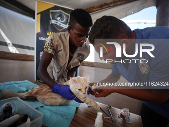 Veterinarians treat a cat at a newly opened clinic for animal care at a displacement camp in Deir el-Balah, Gaza Strip, on September 30, 202...