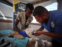 Veterinarians treat a cat at a newly opened clinic for animal care at a displacement camp in Deir el-Balah, Gaza Strip, on September 30, 202...