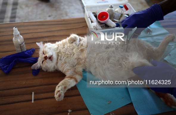 Veterinarians treat a cat at a newly opened clinic for animal care at a displacement camp in Deir el-Balah, Gaza Strip, on September 30, 202...