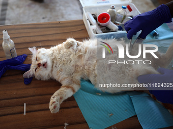 Veterinarians treat a cat at a newly opened clinic for animal care at a displacement camp in Deir el-Balah, Gaza Strip, on September 30, 202...