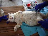 Veterinarians treat a cat at a newly opened clinic for animal care at a displacement camp in Deir el-Balah, Gaza Strip, on September 30, 202...