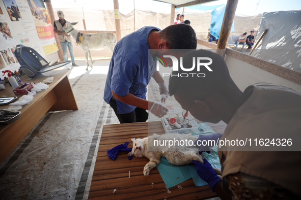 Veterinarians treat a cat at a newly opened clinic for animal care at a displacement camp in Deir el-Balah, Gaza Strip, on September 30, 202...