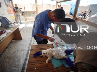 Veterinarians treat a cat at a newly opened clinic for animal care at a displacement camp in Deir el-Balah, Gaza Strip, on September 30, 202...