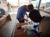 Veterinarians treat a cat at a newly opened clinic for animal care at a displacement camp in Deir el-Balah, Gaza Strip, on September 30, 202...