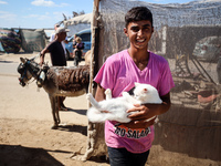 A Palestinian youth waits to have his cat examined at a newly opened clinic for animal care at a displacement camp in Deir el-Balah, Gaza St...