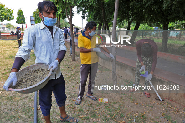 Workers use pesticides at a burrow to get rid of rats during a two-day campaign by Jaipur Development Authority to wipe out rodents at Alber...