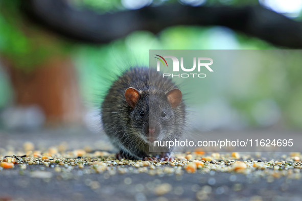 A rat is seen during a two-day campaign by the Jaipur Development Authority as they use pesticides at burrows to get rid of rodents at Alber...