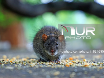 A rat is seen during a two-day campaign by the Jaipur Development Authority as they use pesticides at burrows to get rid of rodents at Alber...