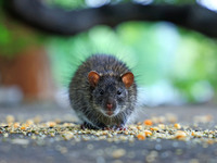 A rat is seen during a two-day campaign by the Jaipur Development Authority as they use pesticides at burrows to get rid of rodents at Alber...