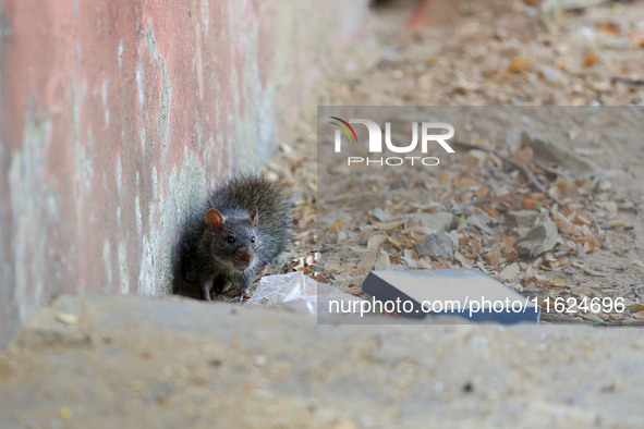 A rat is seen during a two-day campaign by the Jaipur Development Authority as they use pesticides at burrows to get rid of rodents at Alber...