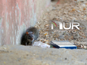 A rat is seen during a two-day campaign by the Jaipur Development Authority as they use pesticides at burrows to get rid of rodents at Alber...