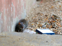 A rat is seen during a two-day campaign by the Jaipur Development Authority as they use pesticides at burrows to get rid of rodents at Alber...