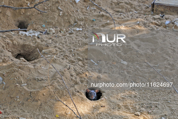 A rat is seen during a two-day campaign by the Jaipur Development Authority as they use pesticides at burrows to get rid of rodents at Alber...