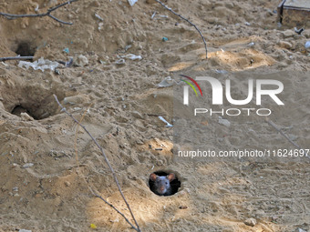 A rat is seen during a two-day campaign by the Jaipur Development Authority as they use pesticides at burrows to get rid of rodents at Alber...