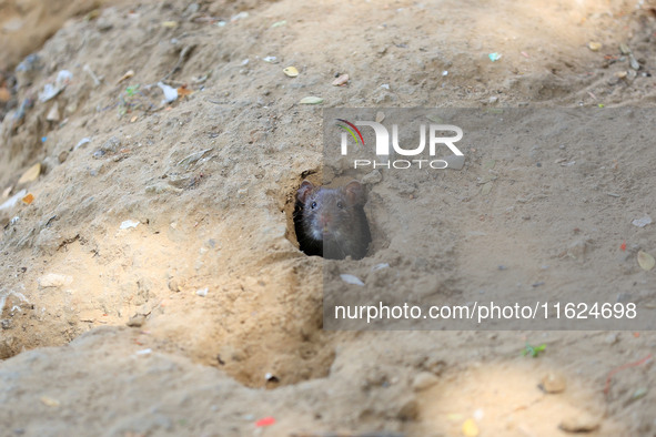 A rat is seen during a two-day campaign by the Jaipur Development Authority as they use pesticides at burrows to get rid of rodents at Alber...