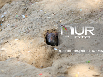 A rat is seen during a two-day campaign by the Jaipur Development Authority as they use pesticides at burrows to get rid of rodents at Alber...