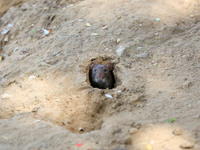 A rat is seen during a two-day campaign by the Jaipur Development Authority as they use pesticides at burrows to get rid of rodents at Alber...