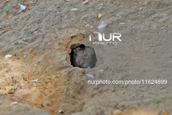 A rat is seen during a two-day campaign by the Jaipur Development Authority as they use pesticides at burrows to get rid of rodents at Alber...