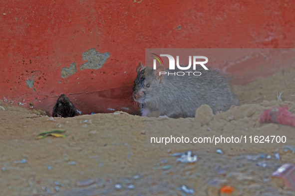 A rat is seen during a two-day campaign by the Jaipur Development Authority as they use pesticides at burrows to get rid of rodents at Alber...