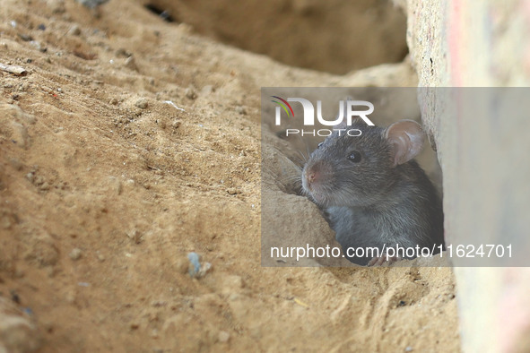 A rat is seen during a two-day campaign by the Jaipur Development Authority as they use pesticides at burrows to get rid of rodents at Alber...