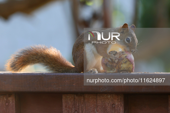 An American red squirrel (Tamiasciurus hudsonicus) eats an apple in Toronto, Ontario, Canada, on September 29, 2024. 